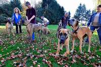 Im Deutschen Doggen-Club trifft man groe Fans von groen Hunden