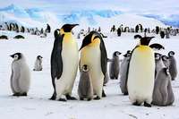 Warum gibt&#8217;s nur auf der Sdhalbkugel Pinguine?