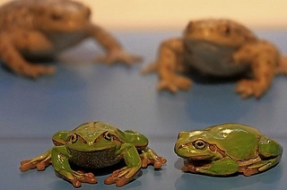 Das Museum im Ritterhaus informiert über die Lebeweisen von Amphibien