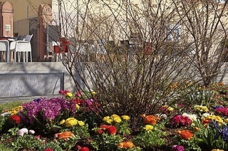 Buurenquartett spielt beim Blütensonntag in Lahr am 27. März