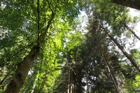 Warum der Wald fr den Menschen die ideale Gegenwelt ist