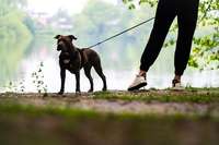 Schweinepest: Hunde mssen um Forchheim nun berall an die Leine