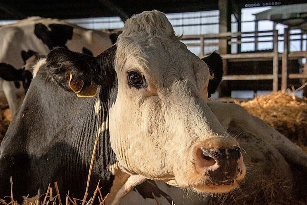 Das Kommunale Kino Freiburg zeigt die Dokumentation "Cow" - Badische Zeitung TICKET