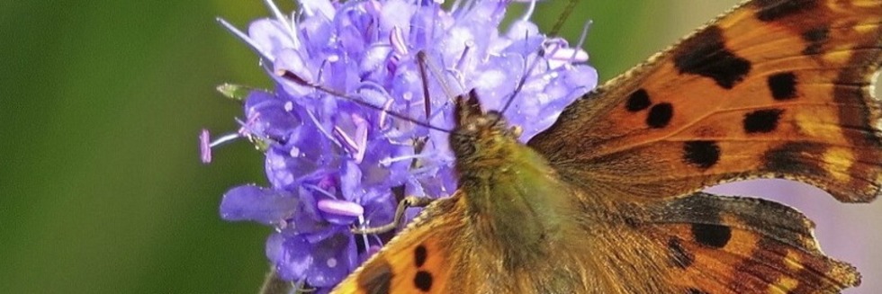Bunte Schmetterlinge am Feldberg