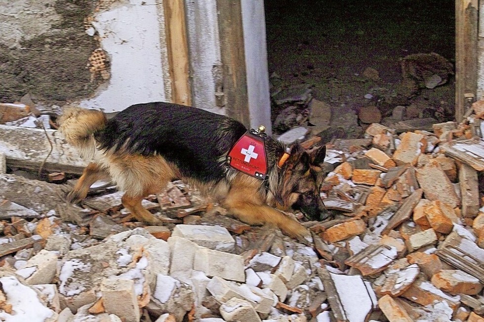 Bei der Rassehunde-Schau auf der Messe Offenburg zeigen Rettungshunde ihr Knnen - Badische Zeitung TICKET
