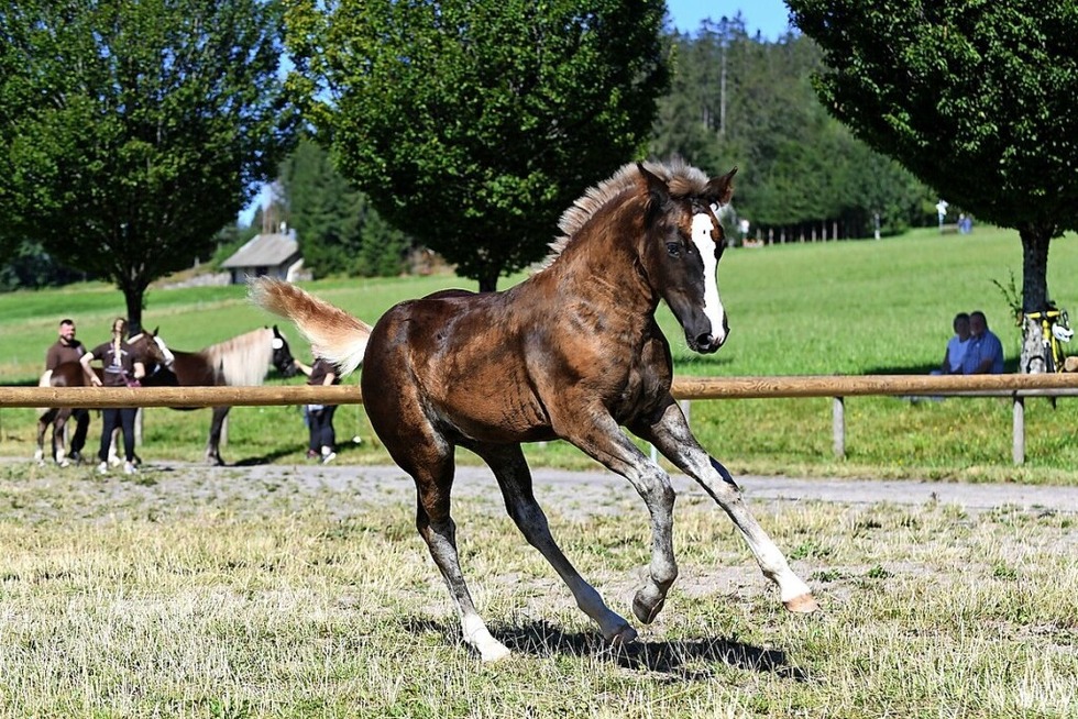Fohlen und Ponys werden in St. Mrgen prsentiert und prmiert - Badische Zeitung TICKET