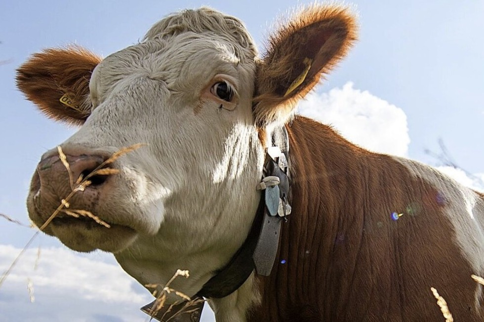 Auf dem Marterer Hof in Fr�hn sind K�he auch zum Kuscheln da - Badische Zeitung TICKET