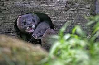Es gibt Nachwuchs im Schwarzwaldzoo