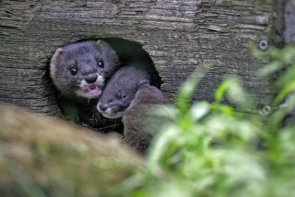 Es gibt Nachwuchs im Schwarzwaldzoo - Badische Zeitung TICKET