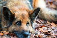 Das Halten von Hunden wird in Breitnau ein Drittel teurer
