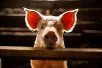 Afrikanische Schweinepest im Kreis Emmendingen erfolgreich besiegt