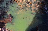 Im kleinen Opfinger Baggersee wurden Blaualgen nachgewiesen