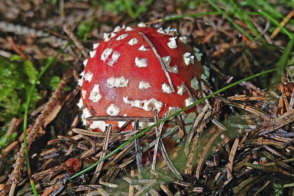 Pilzberatung im Haus der Natur in Feldberg - Badische Zeitung TICKET