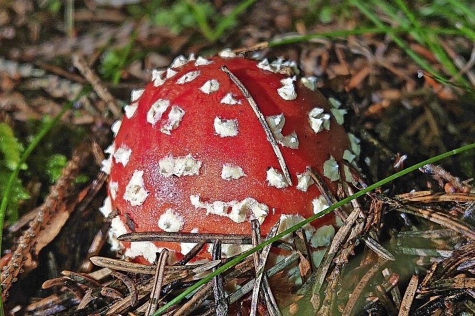 Haus der Natur unterstzt bei der Bestimmung von Pilzen - Badische Zeitung TICKET