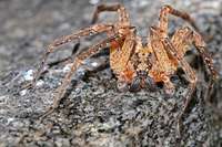 Rmminger Ehepaar hatte schon sechs Nosferatu-Spinnen im Haus