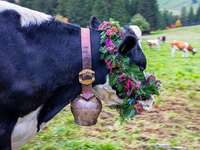Fotos: Mit Blumen geschmckte Tiere beim Viehabtrieb in Oberried