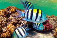 Korallen vor gyptens Kste sind widerstandsfhiger gegenber dem Klimawandel
