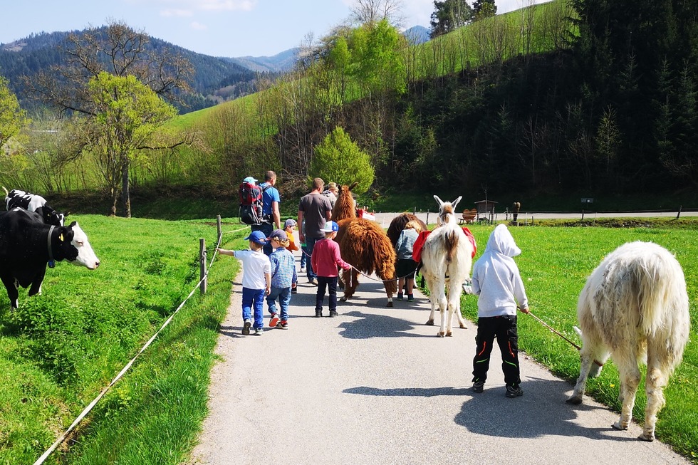 Lama-Wandern am Ruhbauernhof (Dietenbach) - Kirchzarten