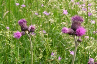 Rtenbacher Wiesen