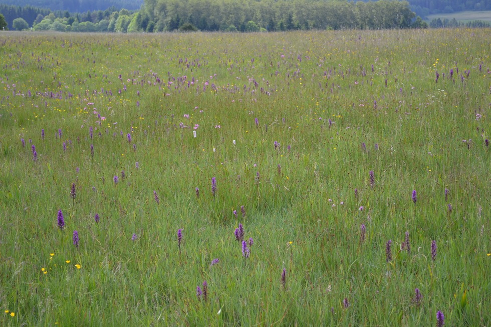 Rtenbacher Wiesen - Friedenweiler