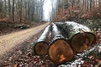 Holzklau nimmt zu: Im Hertinger Wald wurden ganze Stmme abtransportiert