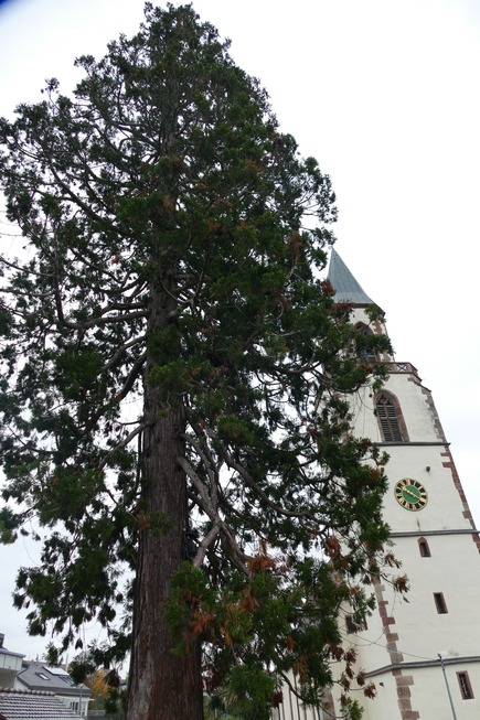 Mammutbaum (Eichsel) - Rheinfelden