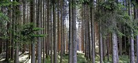 Mit Bundesmitteln den Wald verbessern