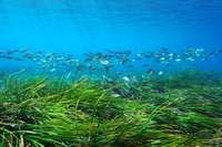 Kstenschutz, Fischaufzucht, Klimaschutz: Seegras ist ein Supergras