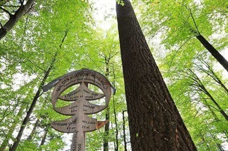 Waldtraut - hchster Baum Deutschlands