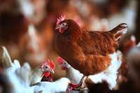Legehennen-Halter in Sdbaden tun alles, damit die Vogelgrippe fern bleibt