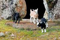 Steinwasen-Park in Oberried ffnet: "Die Ziegenbabys sind schon auf der Welt"
