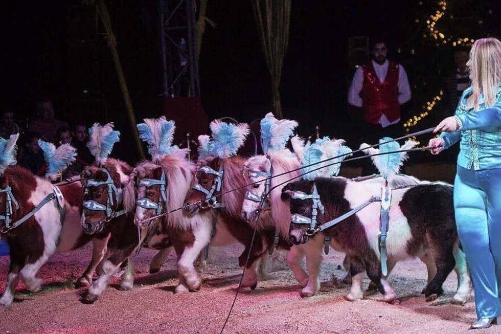 Der Circus Barelli l�dt am Weltzirkustag zum Tag der offenen T�r - Badische Zeitung TICKET