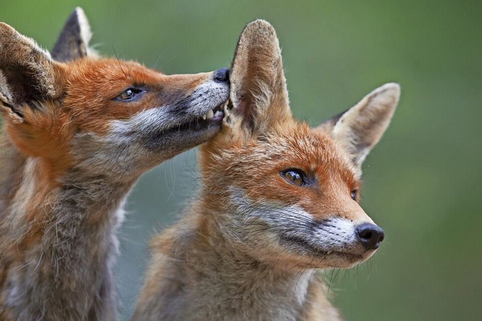 Fotoausstellung "Tierische Tausendsassas" von Klaus Echle im Haus der Natur am Feldberg - Badische Zeitung TICKET