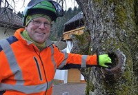 Baumpflege dient dem Artenschutz