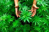 CBD-Shops bereiten sich auf Cannabis-Legalisierung vor
