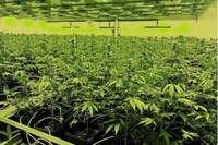 Im Kanton Solothurn wurden Drogenlabors mit 10.000 Hanfpflanzen ausgehoben