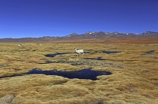 Unter dem Titel "Landschaft ohne Grenzen" berichten Karin und Peter Waltl bei der VHS von Atacama, Puna und Altiplano