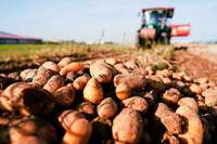 Kartoffelbauern wollen Chance zur Drahtwurm-Bekmpfung