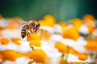 Bienen sind noch beeindruckender als wir bisher dachten &#8211; und klug