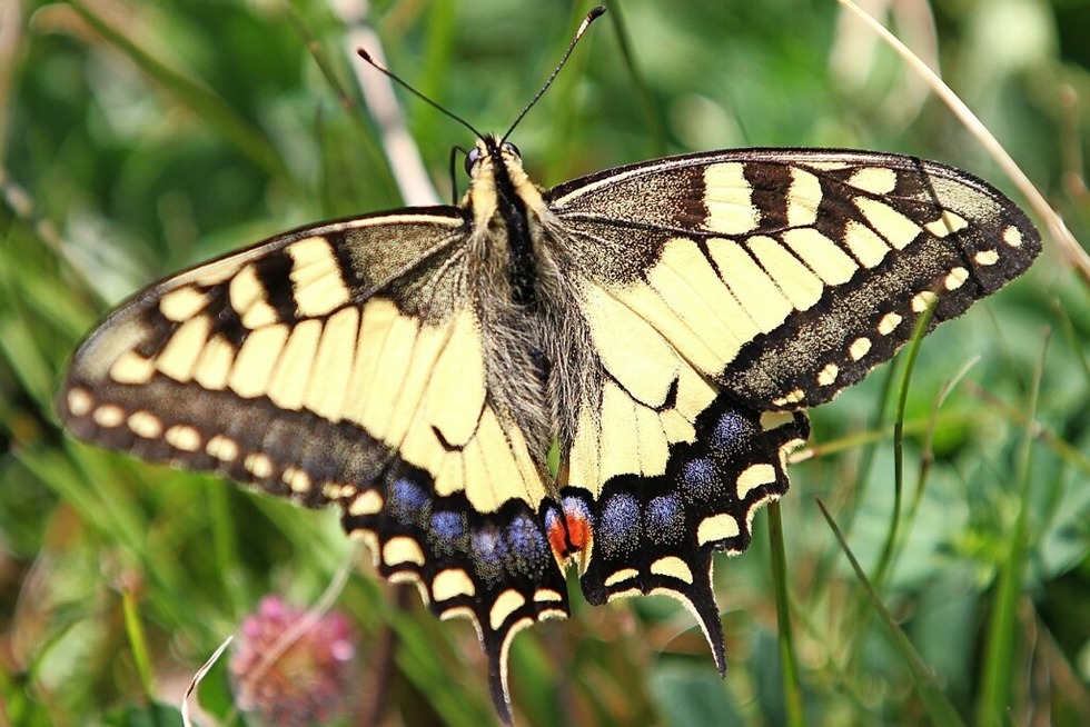 Zu den Schmetterlingen des Feldbergs - Badische Zeitung TICKET