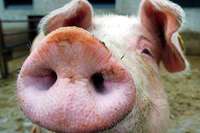 Denzlinger Landwirt will neuen Stall fr 680 Schweine bauen