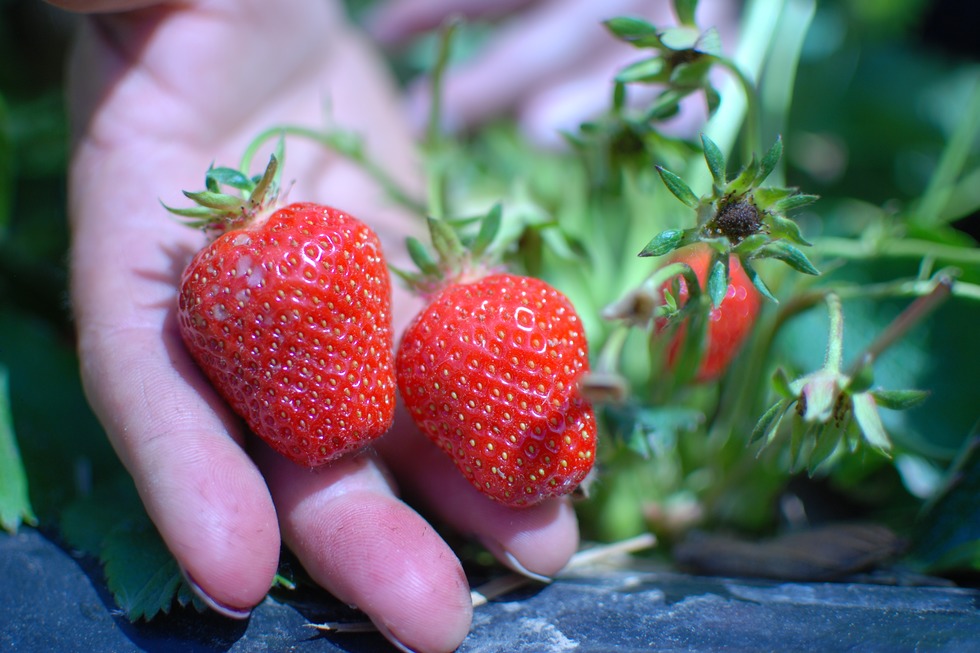 Wochner - Erdbeeren und Feldsalat - Merdingen
