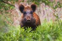 Wildschweine im Kreis Emmendingen suchen ihre Nahrung auch auf Fuballpltzen