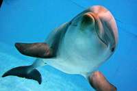Der Delfin in uns: Mensch und Meeressuger haben einige Gemeinsamkeiten