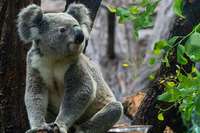 Stuttgarter Zoo Wilhelma hlt jetzt auch Koalas und Quokkas