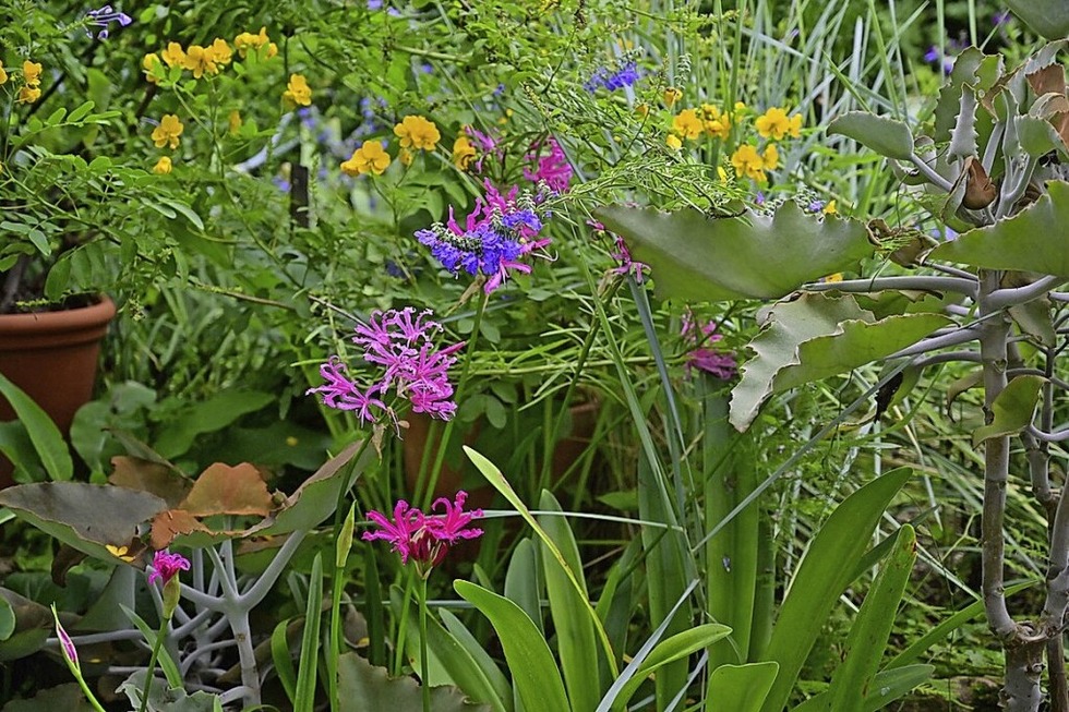 Willy K�hne l�dt im Rahmen der Veranstaltungsreihe "Offene Gartent�r" in seinen Garten nach Friesenheim ein - Badische Zeitung TICKET