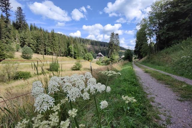 Heilkruterlehrpfad Bubenbach