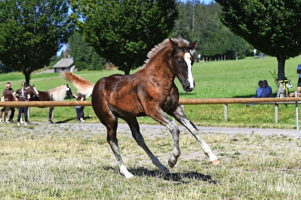 Kaltblutfohlen pr�sentieren sich auf dem Reitplatz - Badische Zeitung TICKET