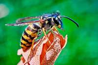 Honigbienen unter falschem Verdacht: Erdwespen stechen in Sallneck zu
