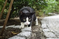 Warum streunende Katzen am Kaiserstuhl Probleme machen